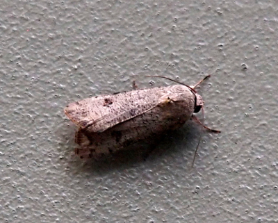 [A pale pink-brown moth with its wings folded on its back. There is one darker brown dot on each wing. Its antenna are curved back on either side of its body.]